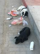 The Tougher the Life the Nicer the Dogs