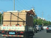 Beijing Horse Transport