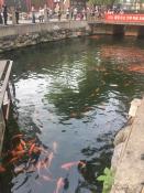 Beijing Lake Park Carp