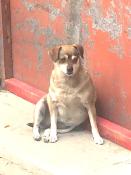 Sitting Dog Posture