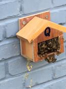 Beijing School Bees