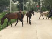 Local Horses