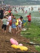 Qingdao Algae Bloom