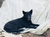 Qingdao Wild Dog