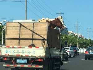 Beijing horse transport