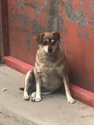 Sitting dog posture