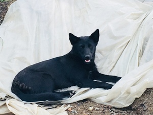 Qingdao wild dog